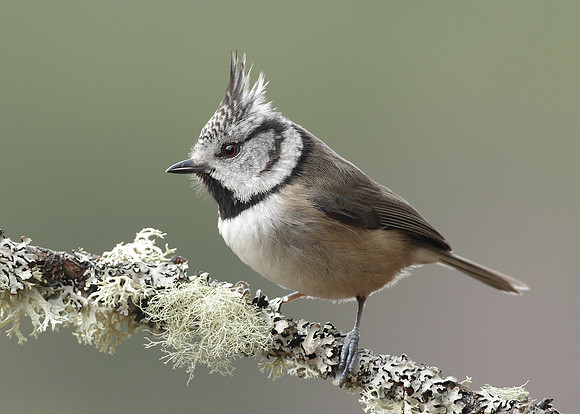 Crested Tit