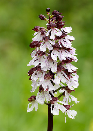 Lady Orchid Orchis purpurea