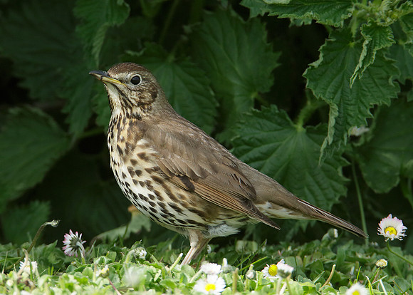 Song Thrush Turdus philomelos