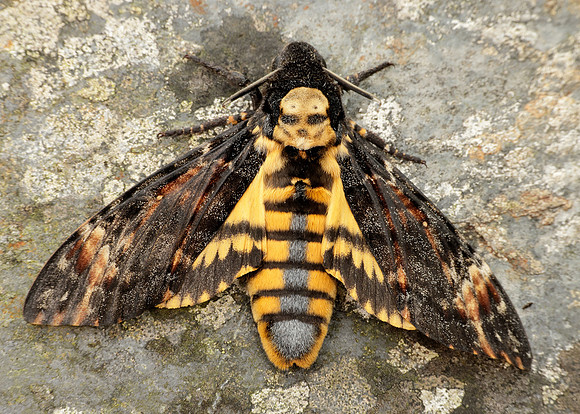 Moths