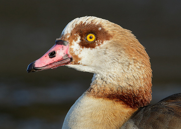 Egyptian Goose