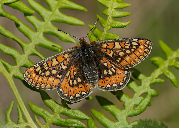 Marsh Fritillary