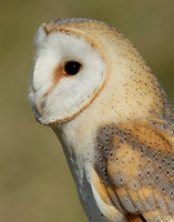 Barn Owl Tyto alba
