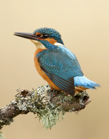 Kingfisher Alcedo atthis