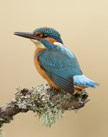 Kingfisher Alcedo atthis