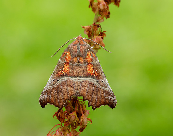 72.001 BF2469 Herald Scoliopteryx libatrix
