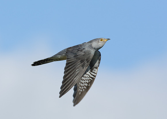 Cuckoo Cuculus canorus