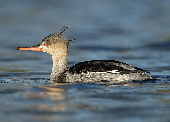 Red-breasted Merganser Mergus serrator