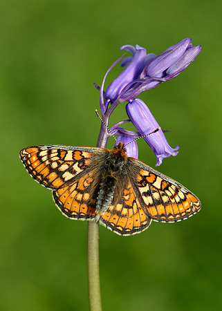 Marsh Fritillary Euphydryas aurinia