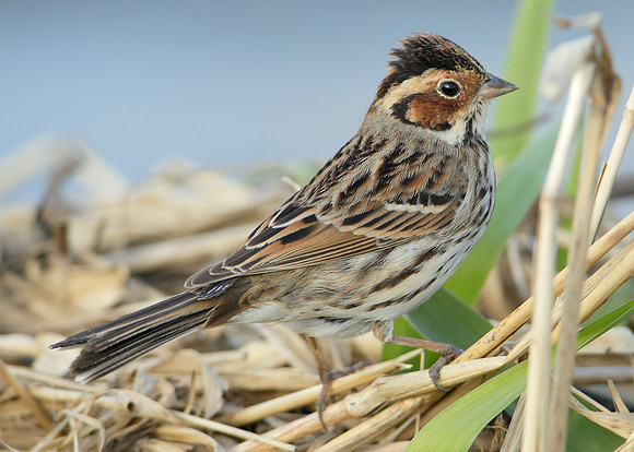 Little Bunting