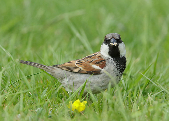 House Sparrow Passer domesticus