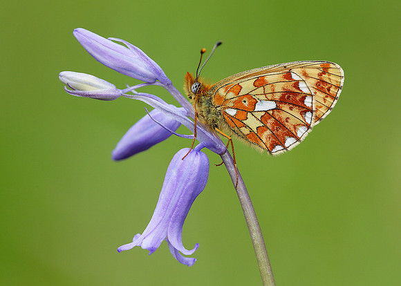 Pearl-Bordered Fritillary x57 images