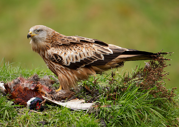 Red Kite Milvus milvus