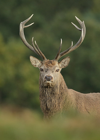 Red Deer Cervus elaphus