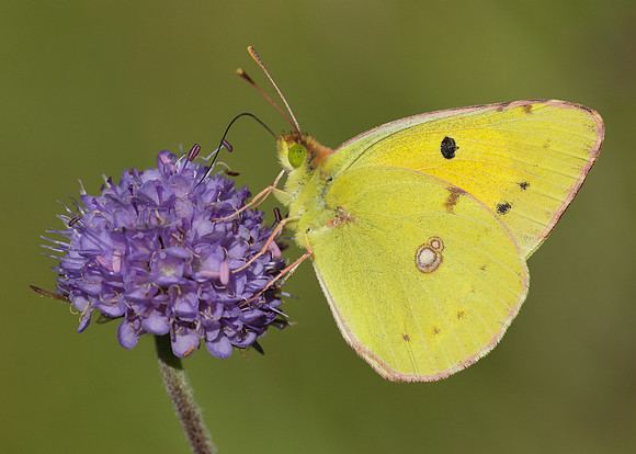 Clouded Yellow