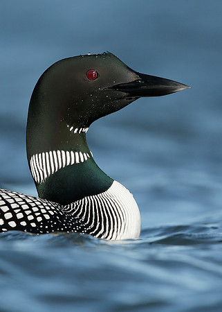 Great Northern Diver Gavia immer, Iceland