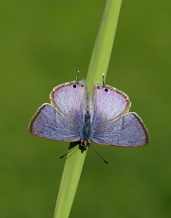 Long-tailed Blue Lampides boeticus
