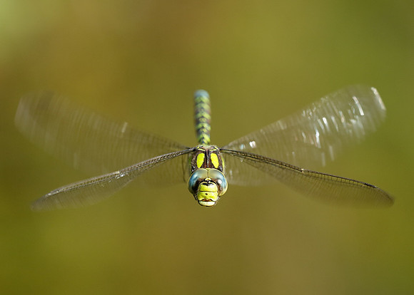 Southern Hawker Aeshna cyanea