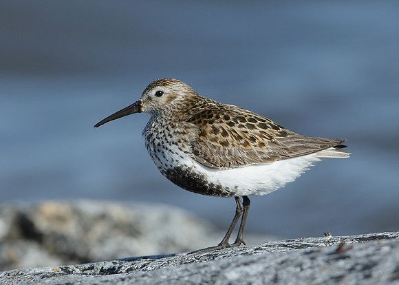 Dunlin Calidris alpina