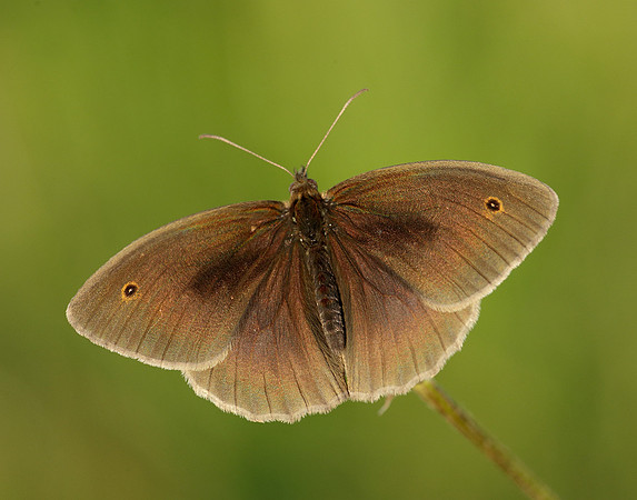 Meadow Brown Maniola jurtina