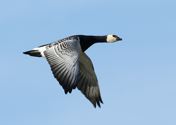 Barnacle Goose Branta leucopsis