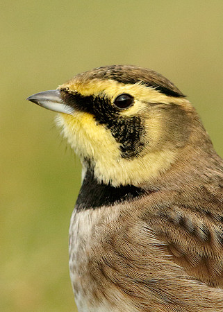Shorelark Eremophila alpestris