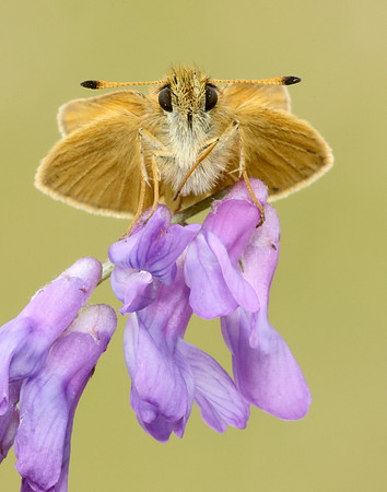 Essex Skipper Thymelicus lineola