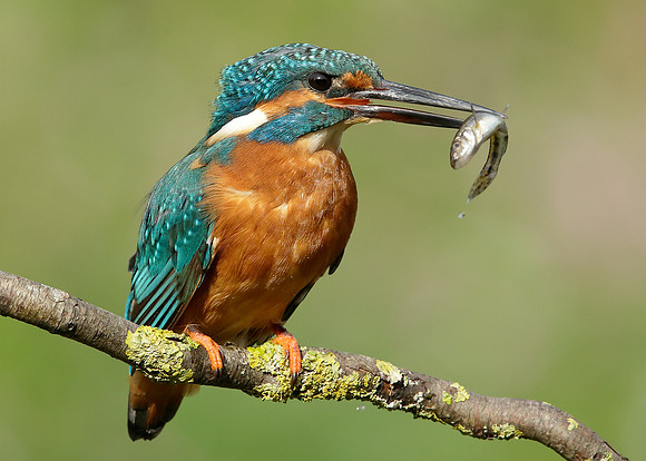 Kingfisher