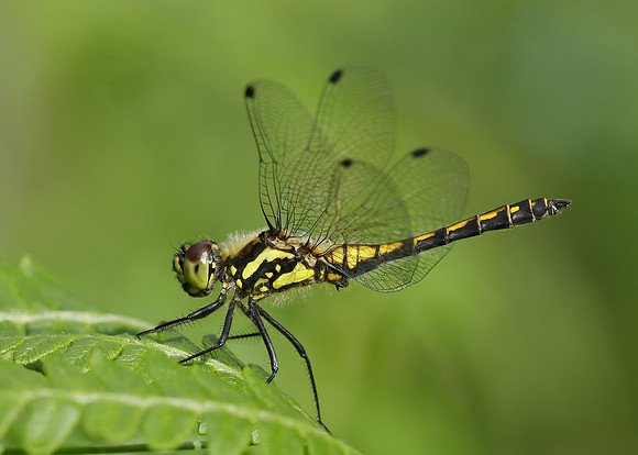 Black Darter Sympetrum danae