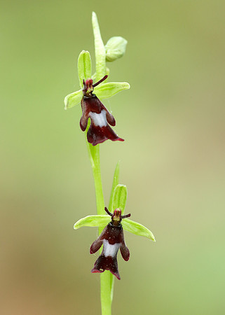 Fly Orchid Ophrys insectifera