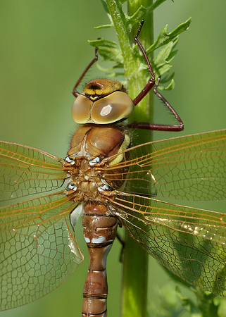 Brown Hawker Aeshna grandis