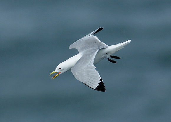 Kittiwake x8 images