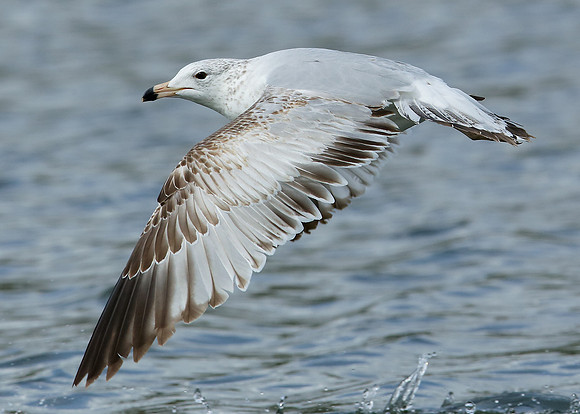 Ring-billed Gull Larus delawarensis