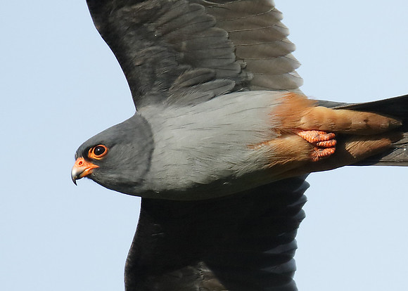 Red-footed Falcon