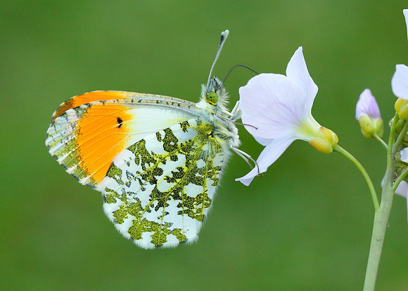 Orange-tip Anthocharis cardamines
