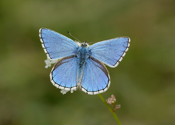 Adonis Blue Lysandra bellargus