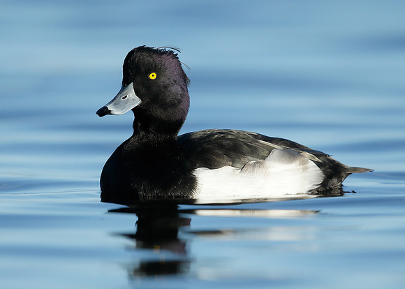 Tufted Duck Aythya fuligula