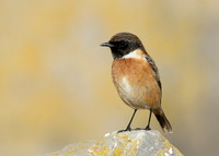 Stonechat Saxicola rubicola