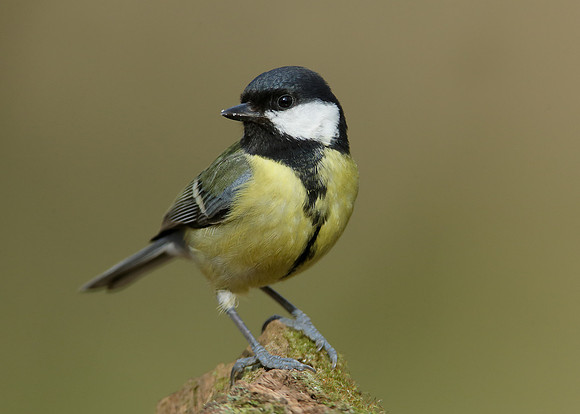 Great Tit
