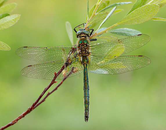 Brilliant Emerald Somatochlora metallica