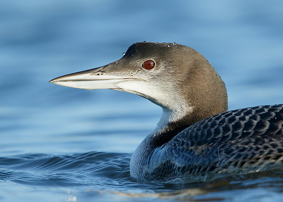 Great Northern Diver Gavia immer