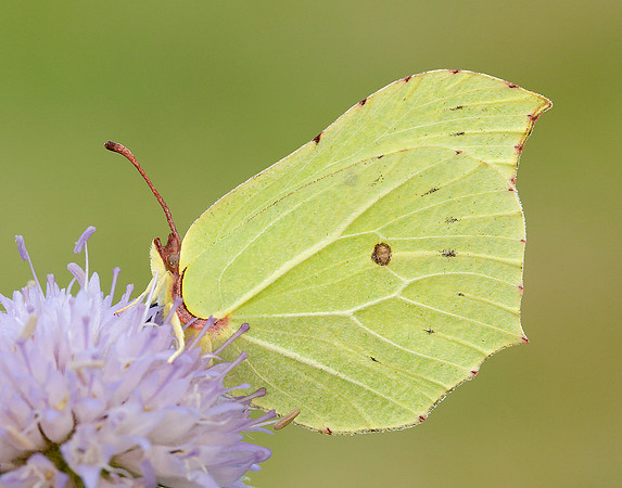 Brimstone Gonepteryx rhamni