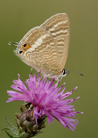 Long-tailed Blue