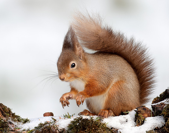 Red Squirrel Sciurus vulgaris in snow