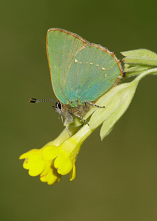 Green Hairstreak