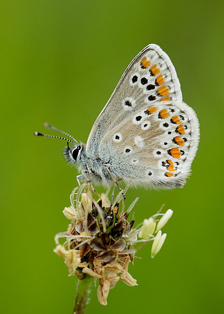 Brown Argus