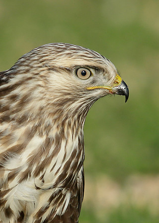 Rough-legged Buzzard Buteo lagopus