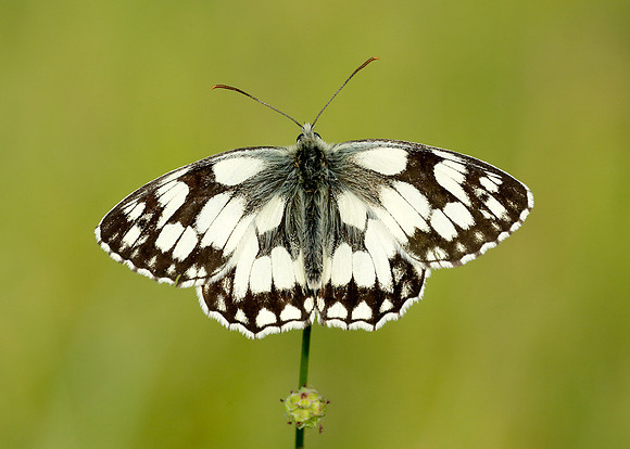 Marbled White