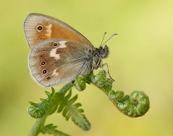 Large Heath Coenonympha tullia polydama