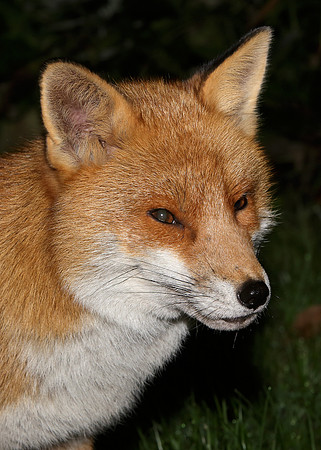 Red Fox Vulpes vulpes
